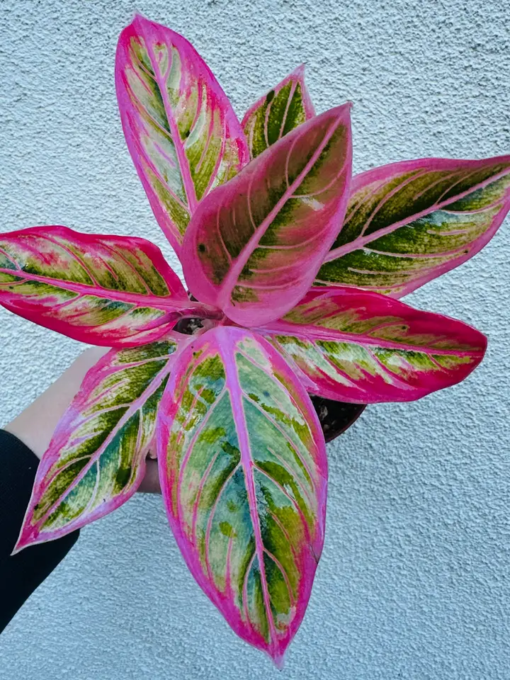 Aglaonema Lotus Delight - vibrant pink and green variegated leaves