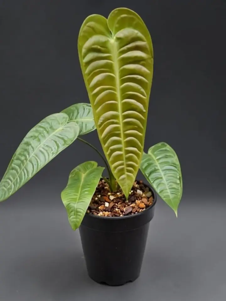 Anthurium King Veitchii - large heart-shaped corrugated leaves