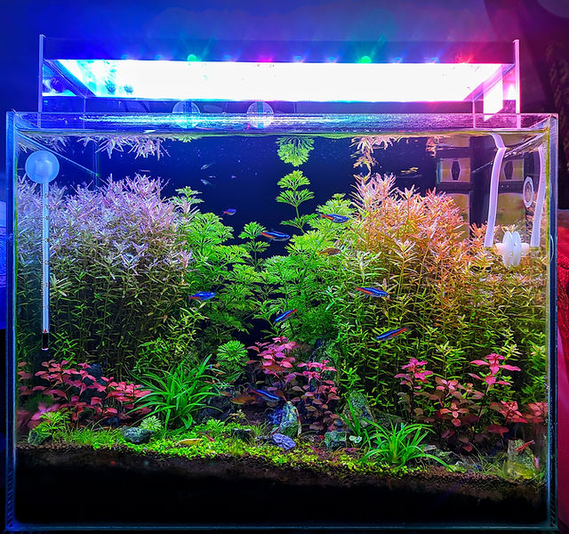 Qscapes aquascape example 1