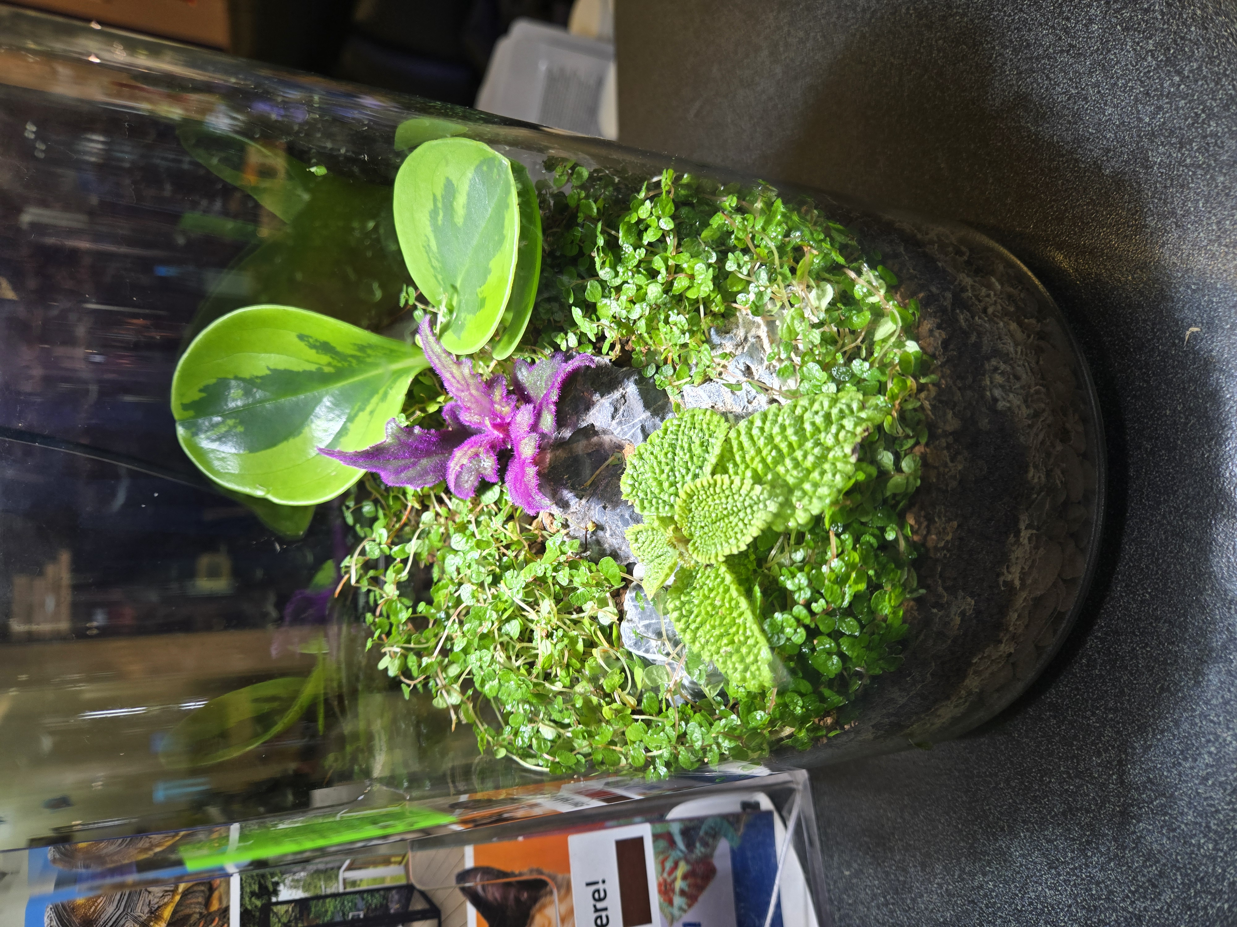 Custom terrarium commission by Qscapes