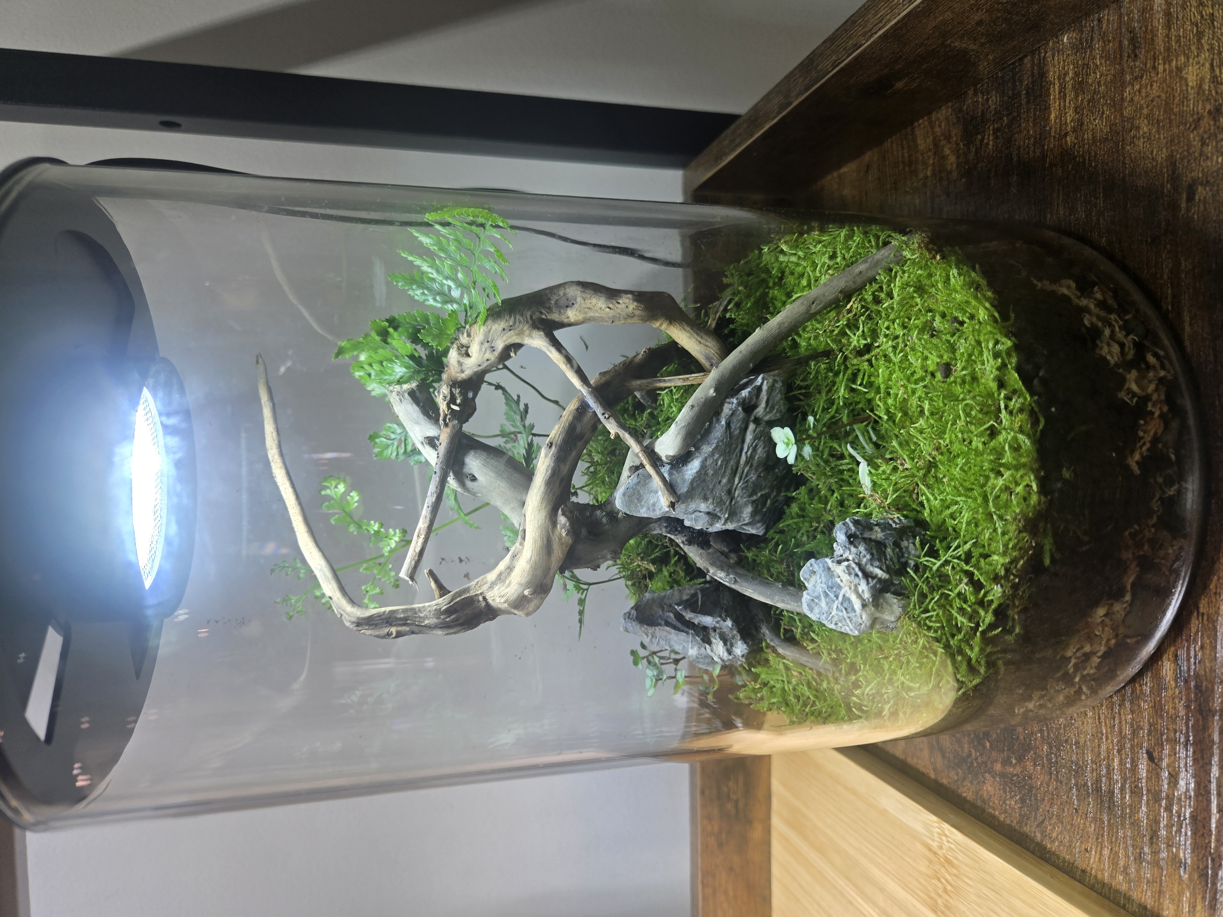 Custom terrarium commission with premium plants