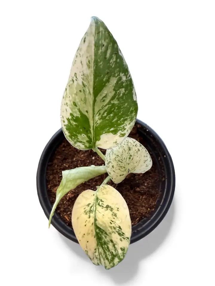 Monstera Creme Brulee Variegated - cream and green speckled leaves