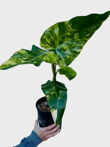 Philodendron Domesticum Variegated - large green and cream marbled leaves