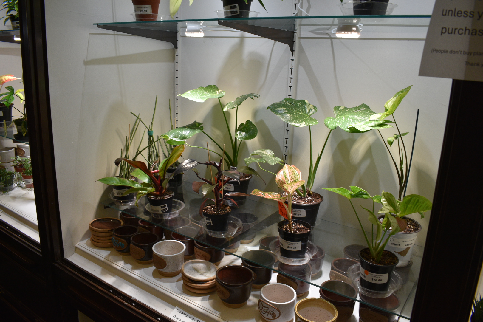 Plant Hospital patient 2