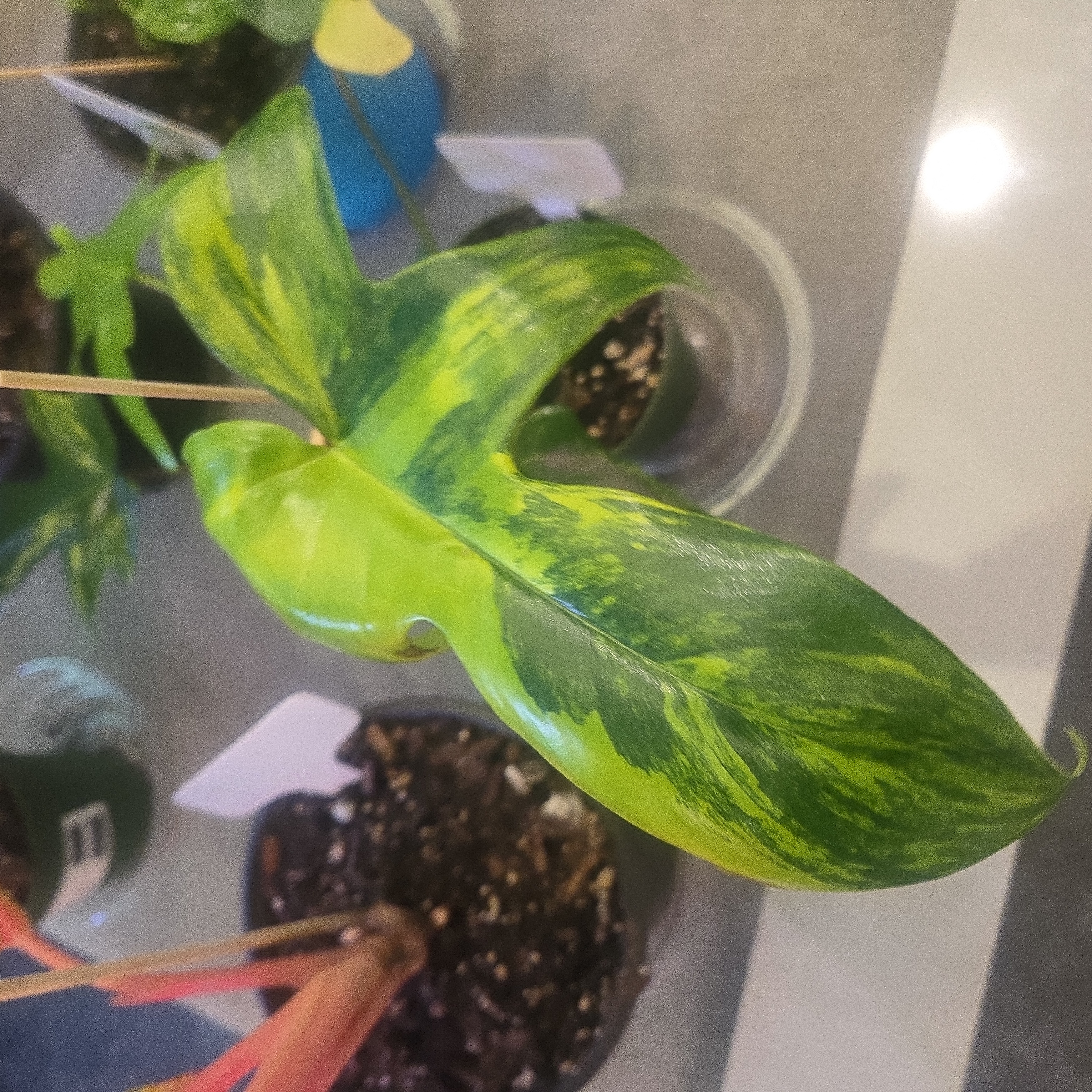 Plant Hotel guest 3