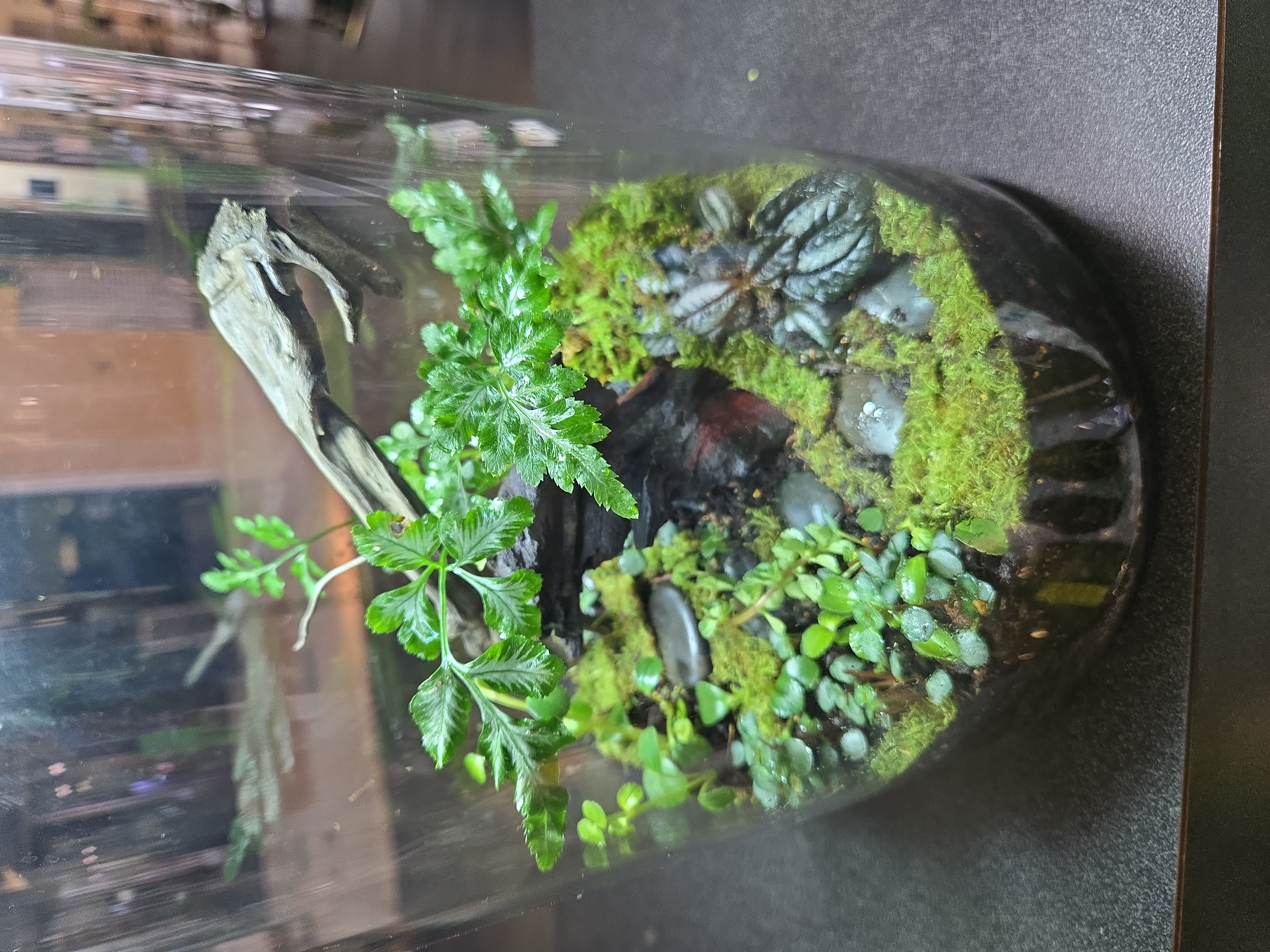 Custom terrarium with lush moss and ferns