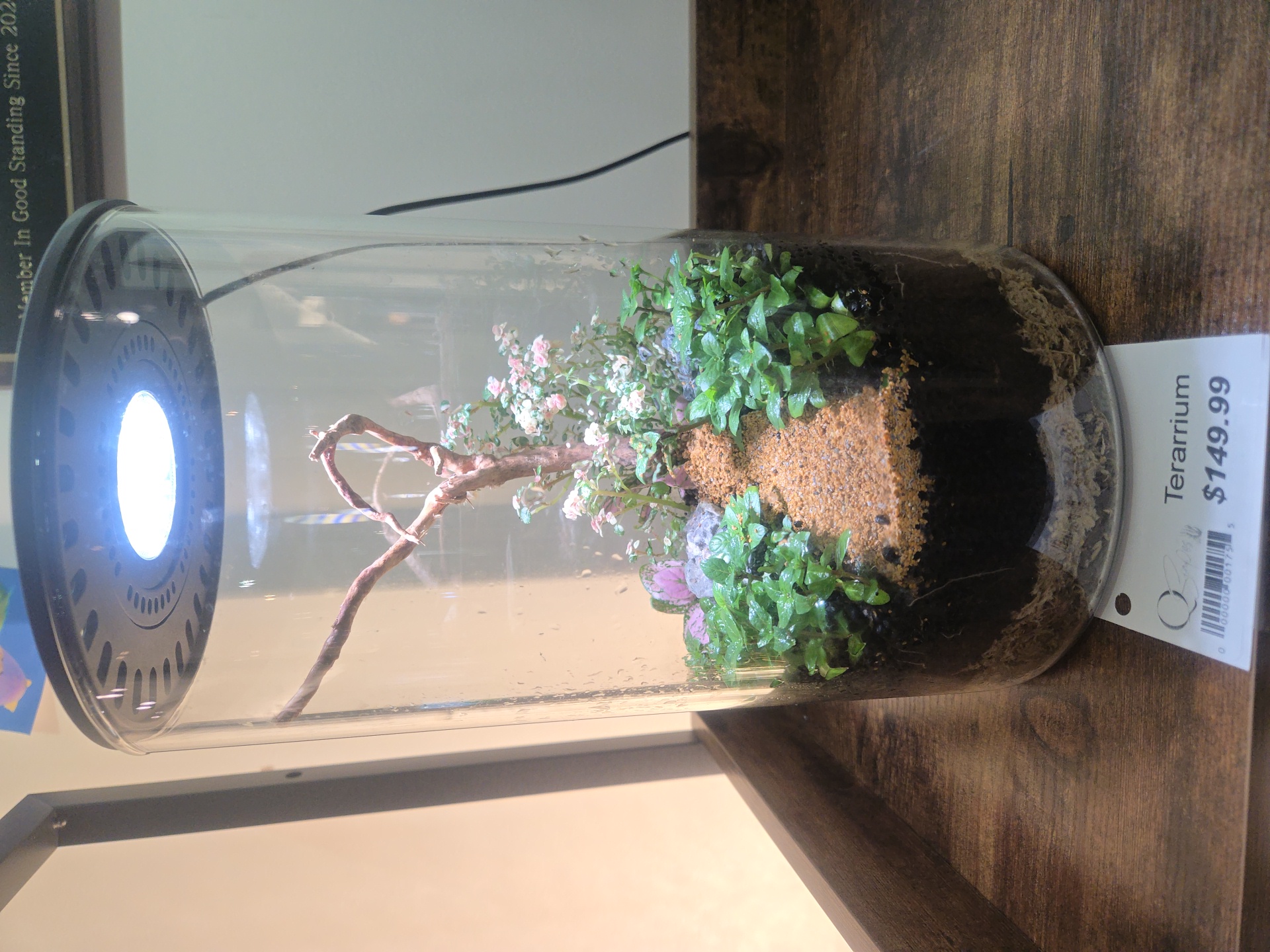 Qscapes terrarium build 2