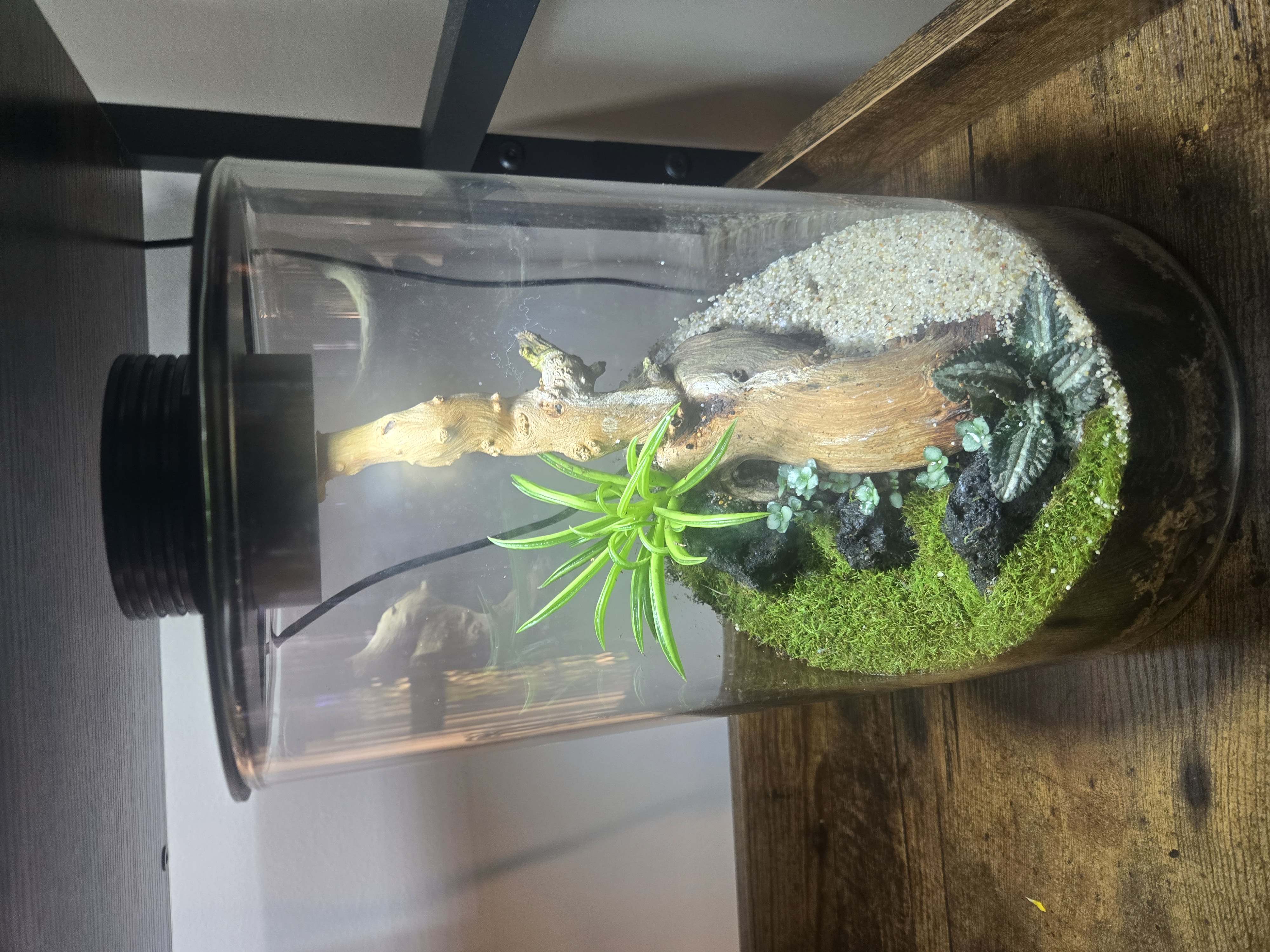 Qscapes terrarium build 6