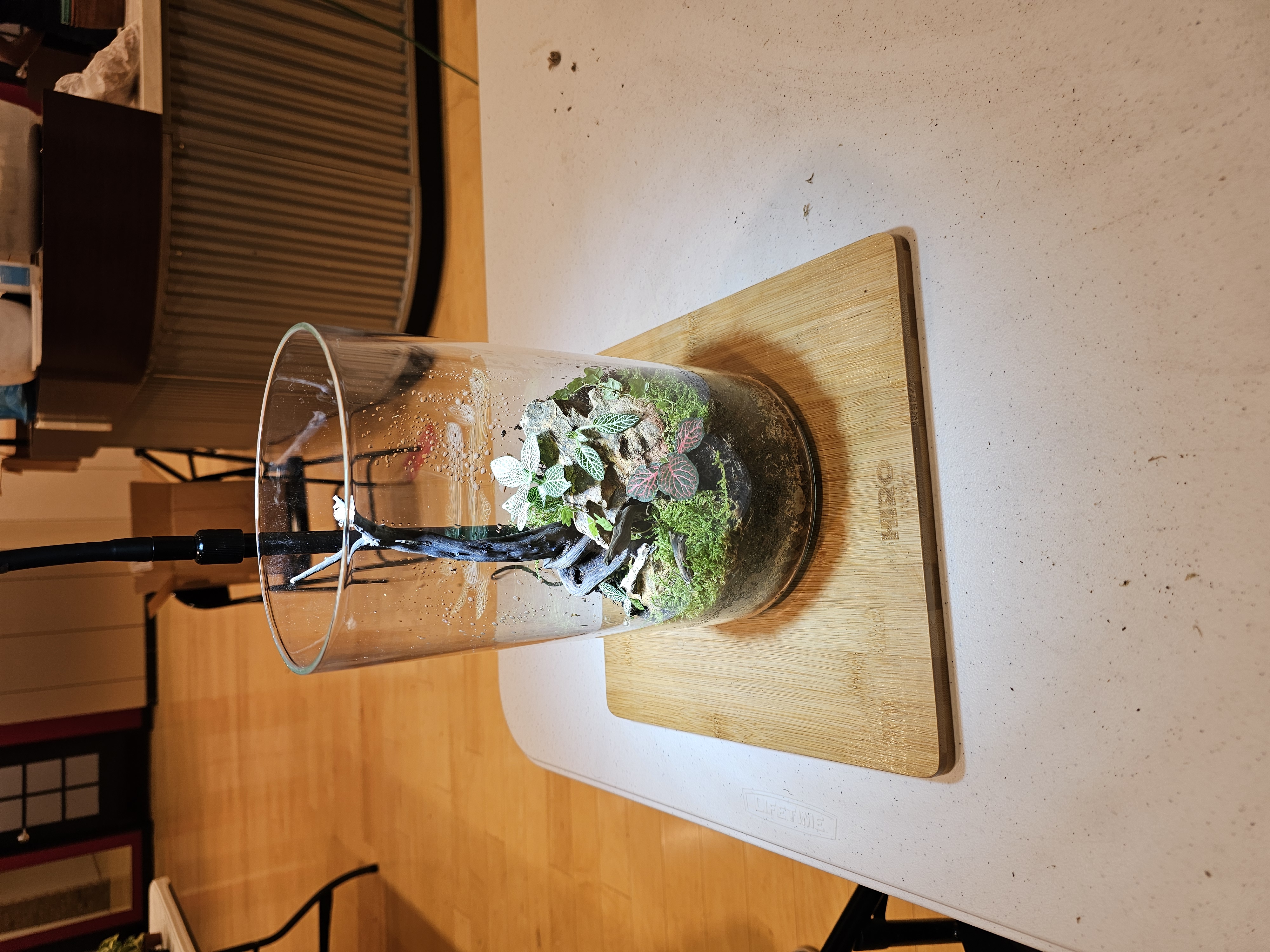 Terrarium in progress — moss and fittonia layering