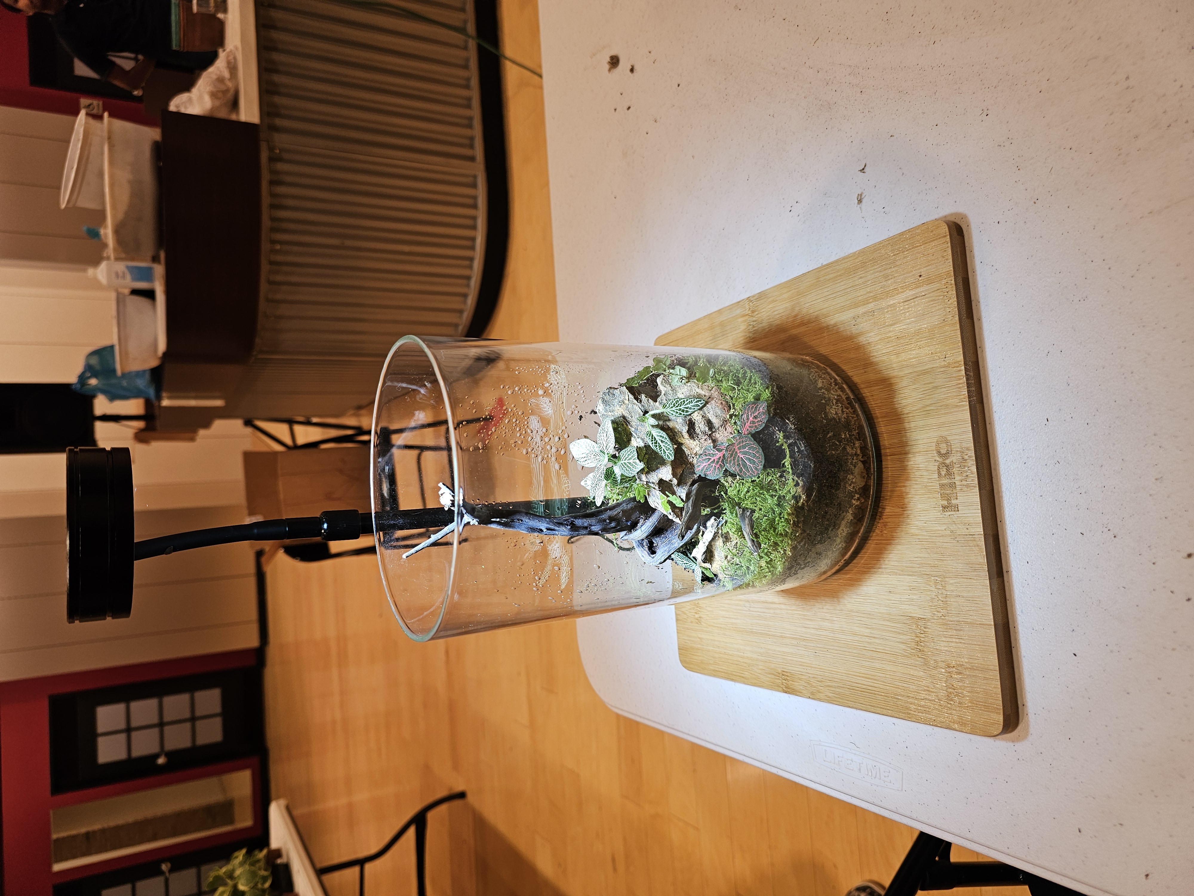 Glass cylinder terrarium with tropical plants