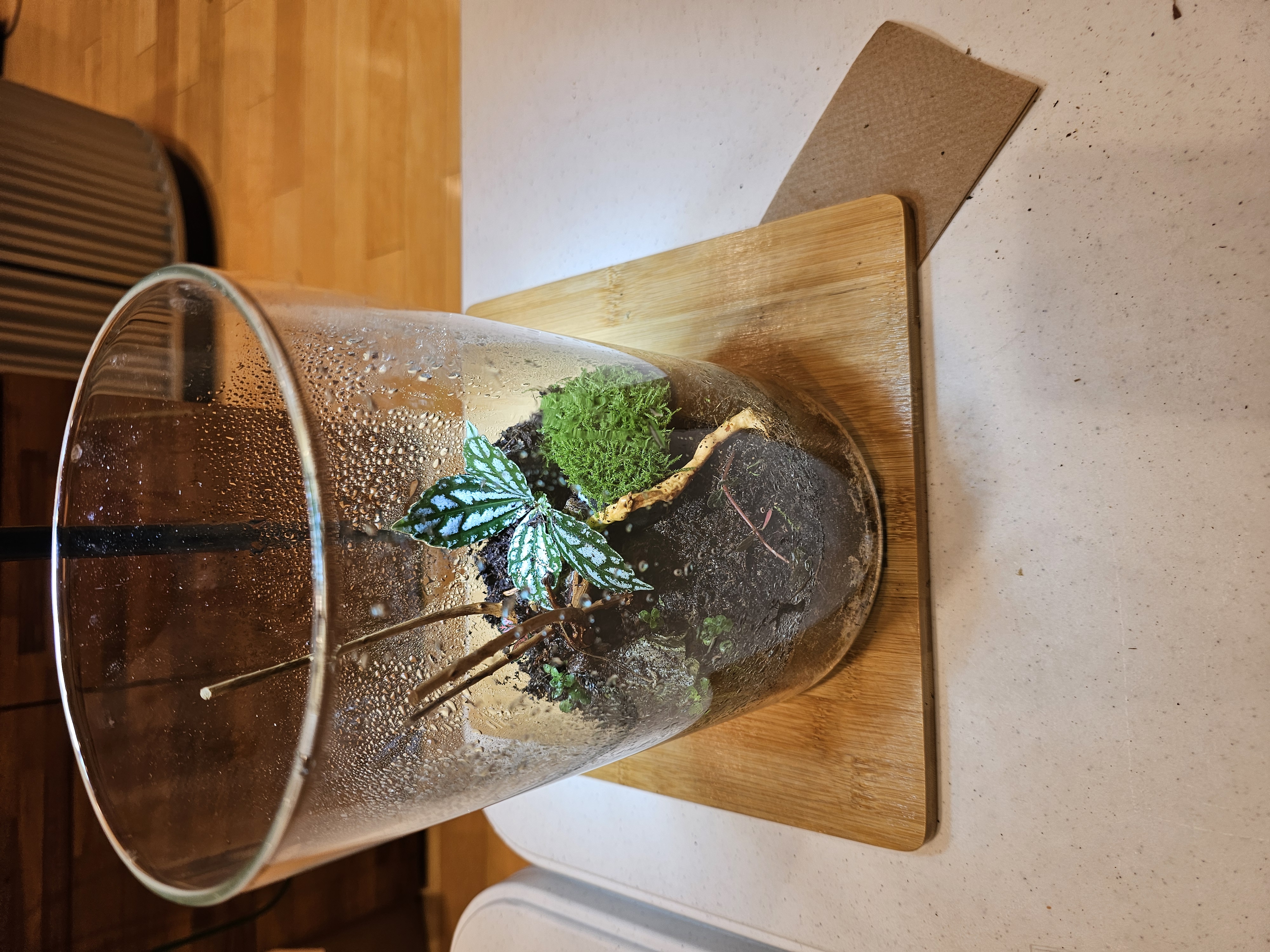 Detailed hardscape and plant placement