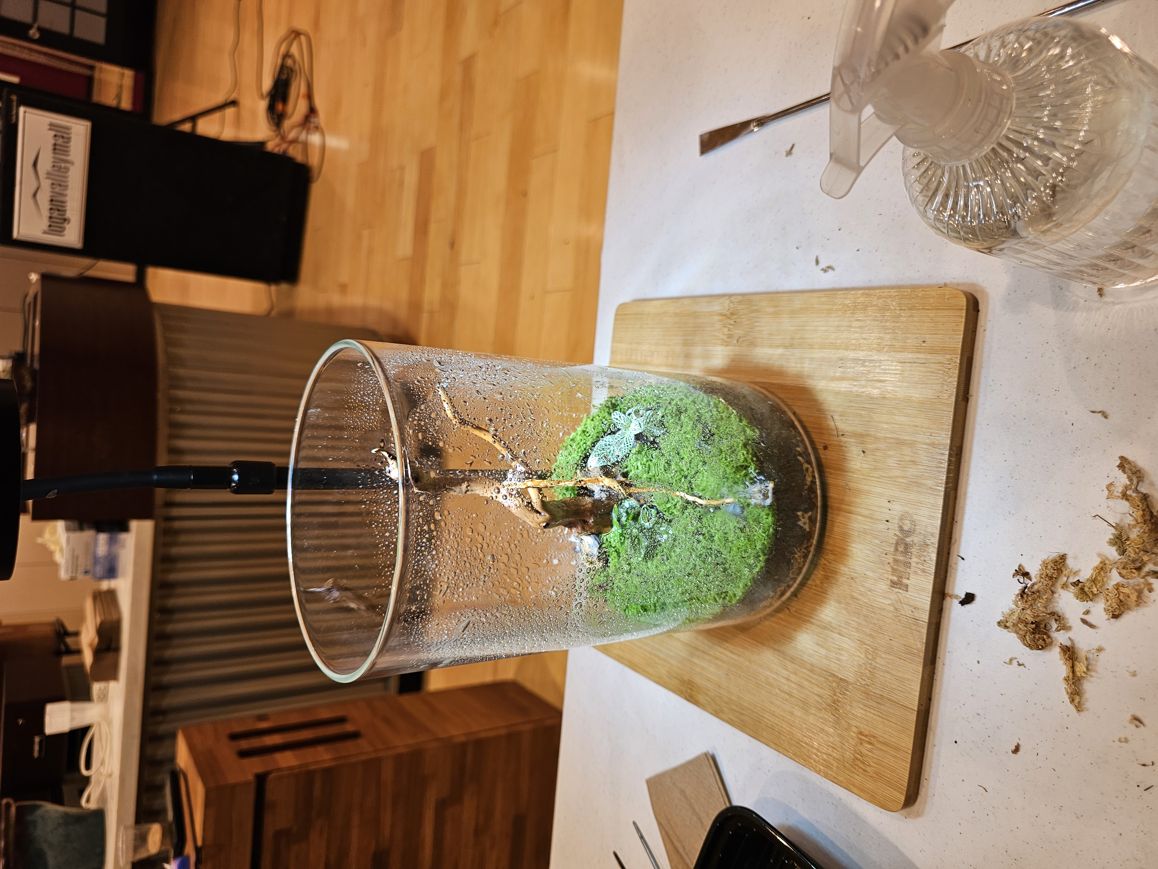 Live moss terrarium with driftwood