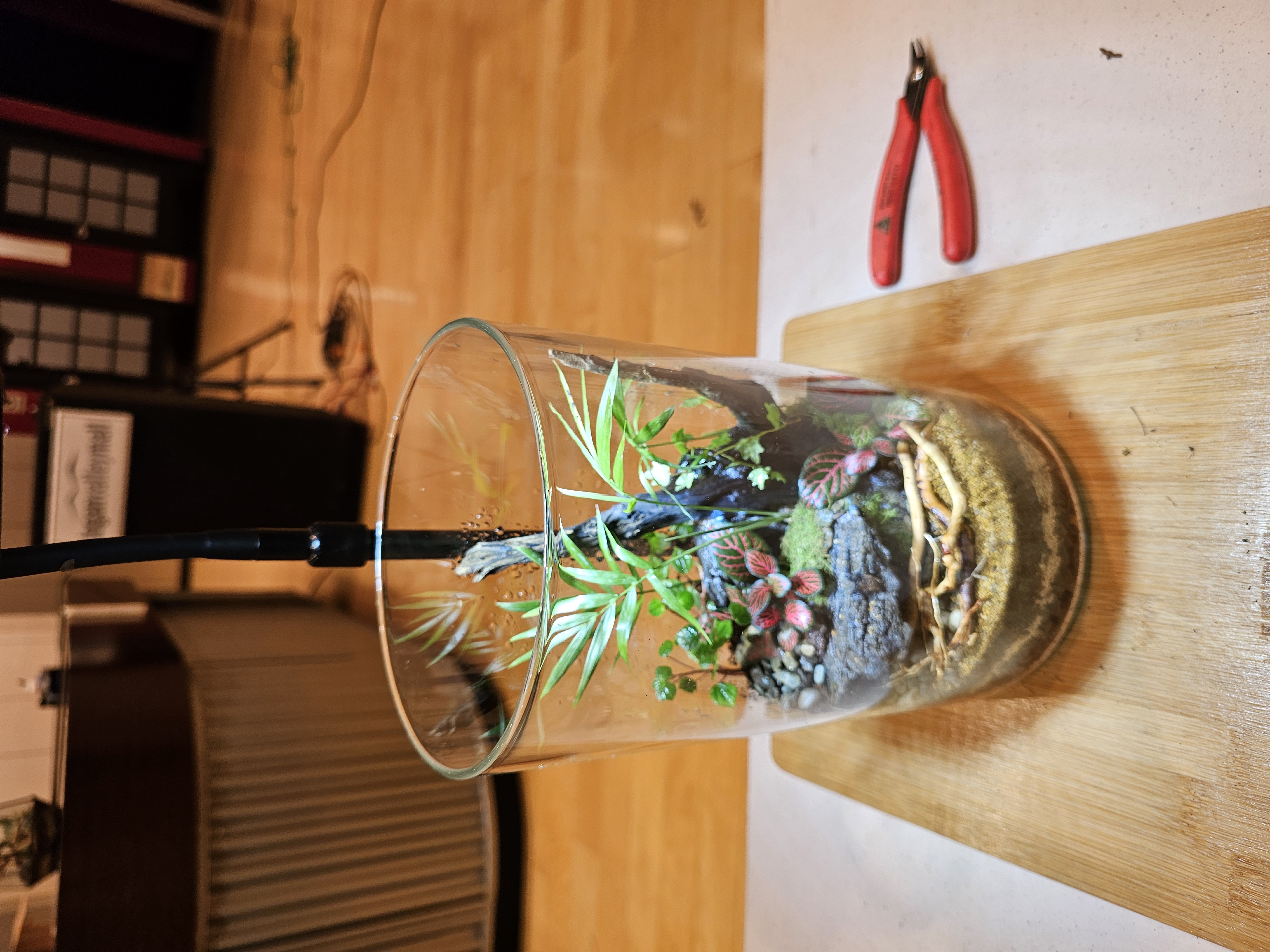 Terrarium ecosystem taking shape