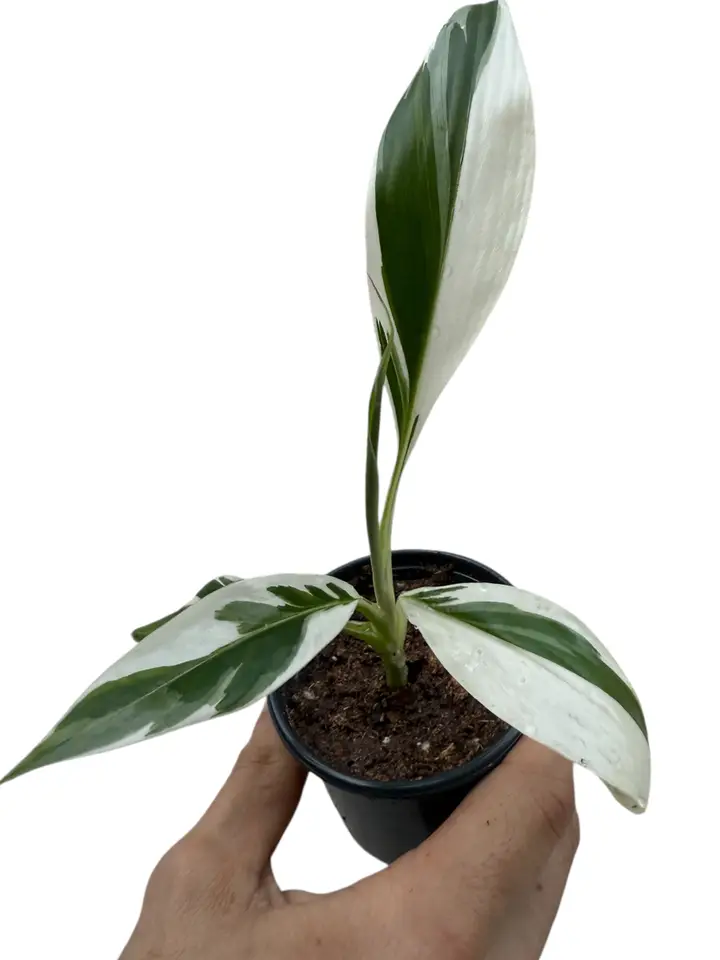 Variegated Banana Musa Florida - white and green striped banana plant