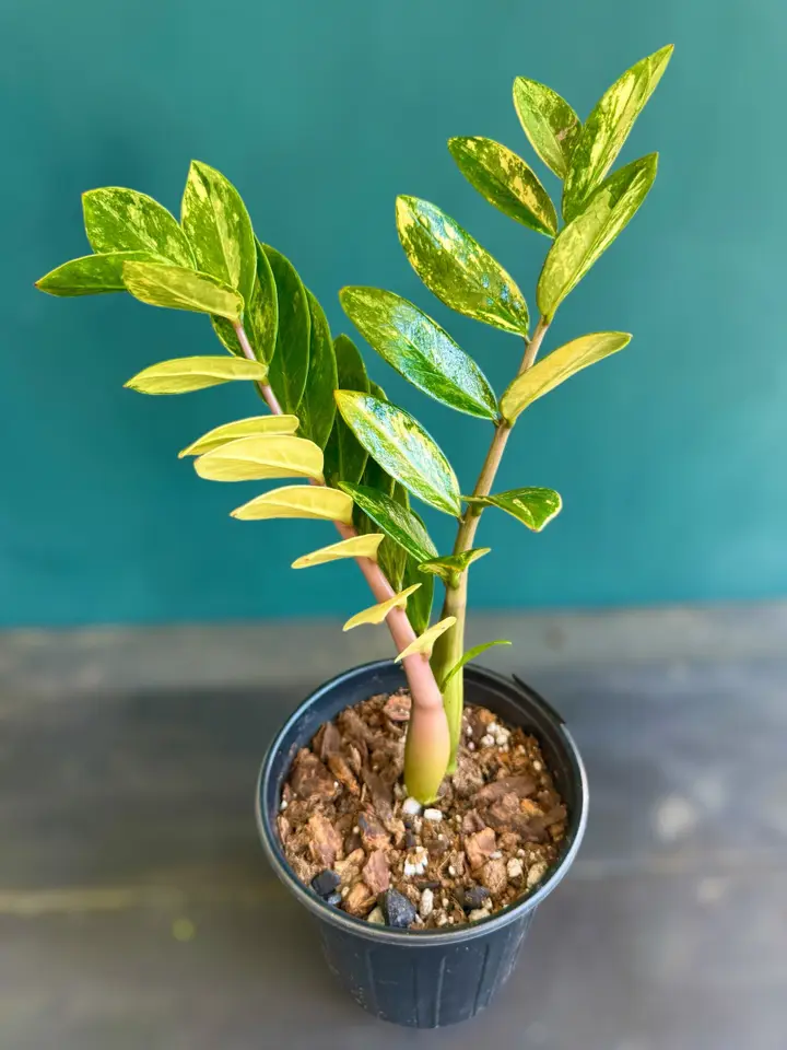 Variegated ZZ Plant Zamioculcas Zamiifolia - yellow-green variegated fronds